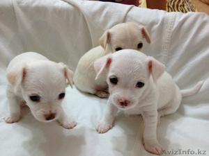 Продам щенков Чихуахуа #612787