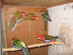 'экзотические птицы #641760