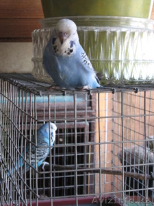 попуггаи волнистые #641757