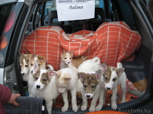 западно-сибирская лайка #623804