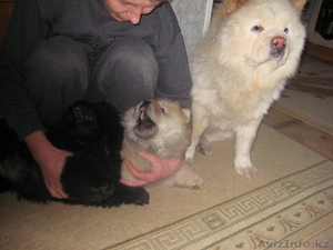 Продам щенков Чау-Чау,  3 месяца,  окрас черный и палевый. #615240