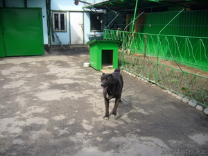 продам сторожевую собаку #615814