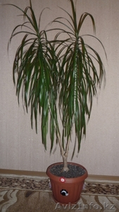 красивое комнатное растение - драцена #619015