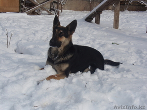 продам щенка европейской овчарки #624442