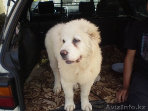 Великолепные щенки Азиатской Овчарки #634233