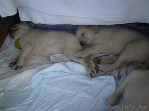 Элитные щенки Лабрадора Ретривера #634224