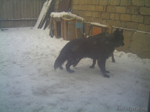  ПРОДАМ , немецкая овчарка,   #618465