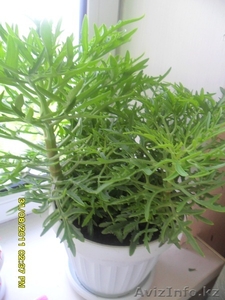 Продам комнатные цветы #625793