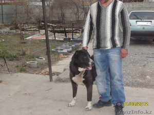 Продам щенков средне азиадской авчарки(Алабай #639814