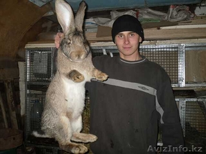 Бельгийский великан #611997