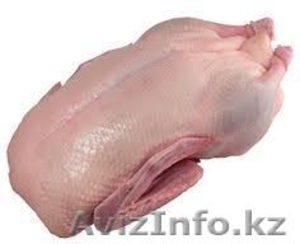 мясо гуся,  гусятина,  гуси оптом и в розницу Алматы #636511