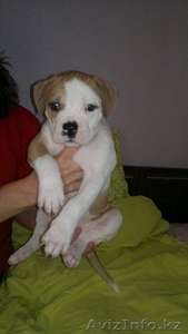 Продам щенков Американского бульдога #652045