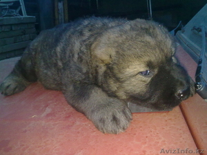 Продам щенков кавказской овчарки #656097