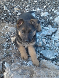 немецкие овчарки девочки #649561