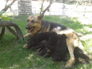 продам щенков овчарки #655990