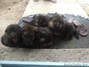 чистокровные щенки нем.овчарки #658278