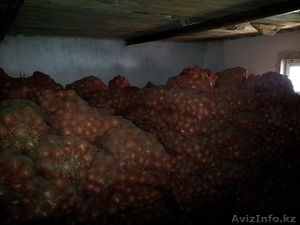 Продам Лук. Голландский сорт. #673975