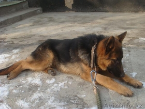 немецкая овчарка окрас черно-коричневый #659158