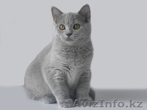 БРИТАНСКИЙ КОРОТКОШЕРСТНЫЙ КОТЕНОК #648827