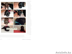 продам щенков лабрадора ретривера с документами, с прививками по возрасту #673581