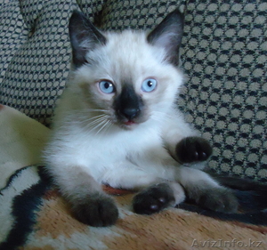 котята метисы от сиамского кота и серой длинношерстной кошки #673382