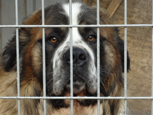 Ищу собаку для случки #643136