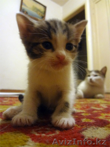Отдам котеночка в хорошие руки #648019