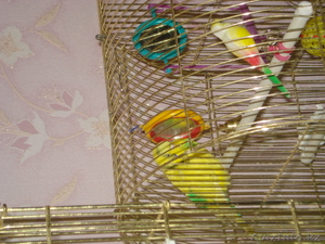 Попугай корелла и волнистый #664462