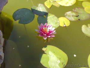 лилии для пруда #650179