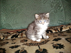 предлагаю котят бесплатно #643399