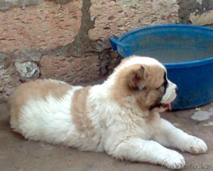 САО!!!!!!!!!!!!!!!! #643856