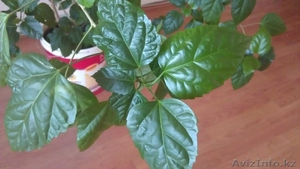 Гибискус (Китайская Роза) #660421