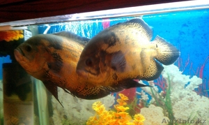 Астронотусы 3 шт. 21-23 см. #668269