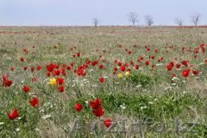 Продам земельный участок 8 соток #649304