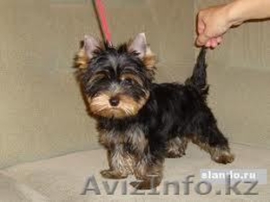 Щенка йоркширского терьера из питомника Москвы мальчик 5 месяцев #668244