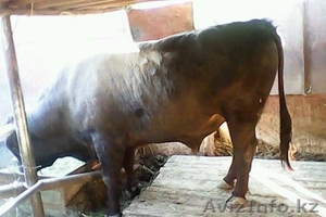 Продам быка-производителя #651841