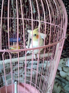 Продам попугая Корелла #664393