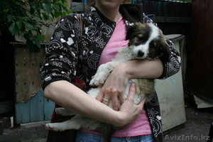 Отдадим Щенка в хорошие руки #654571