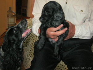 Щенок русского спаниеля #655872