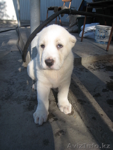Продам алабайчиков #618660