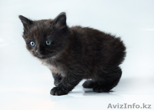 Продам котят породы 