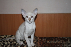 Ориентальные и британские котята #671566