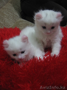 Котята Американского керла белые и черные #650047