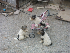 Щенки фокстерьера продам #650467