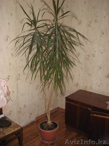 комнатная пальма #642997