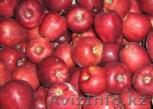 Продаются яблоки #644254
