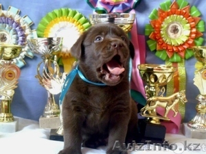 ОЖЕДАЮТСЯ ЩЕНКИ ЧАУ-ЧАУ,  ЕСТЬ щенки немецкой овчарки,   ЛУЧШИЕ ЩЕНКИ В  #518519