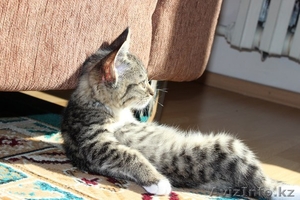 Отдам котенка в добрые,  хорошие,  заботливые руки #669841