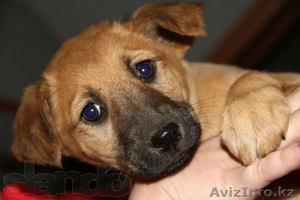 Отдадим Щенков! #647312