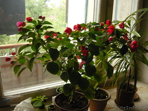 Продам шикарный Бальзамин #662573